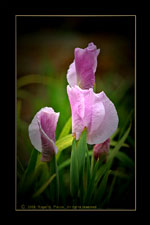 Japanese Iris named 'Miyoshino'