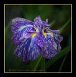 Iris ensata 'Nemurijishi'