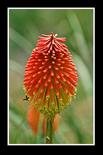 Kniphofia rooperi