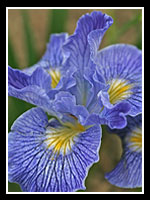 Pacific Coast Iris, ‘Ocean Blue’