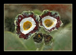 Primula auricula 'Green Shank'