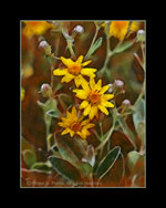 silvery evergreen leaves of Senecio 'Sunshine'