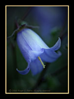 Symphyandra zanzegura, a bellflower