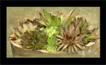 Jovibarbas & sempervivums