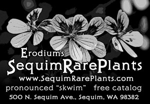 ad for erodiums, otherwise known as stork's bills