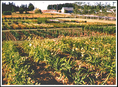 the Farm in 1994