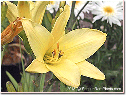 Hemerocallis citrina