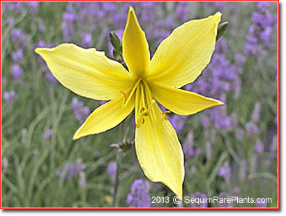 Hemerocallis citrina var. vespertina
