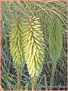 Kniphofia 'Percy's Pride'