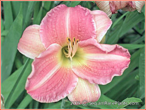 Hemerocallis 'Youthful Joy'