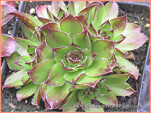 Jovibarba heuffelii 'Pallasii'