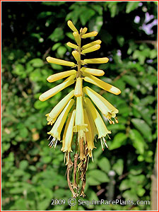 Kniphofia 'Gold Else'