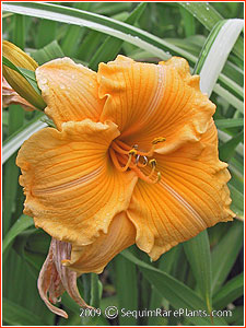 Hemerocallis 'Golden Scroll'