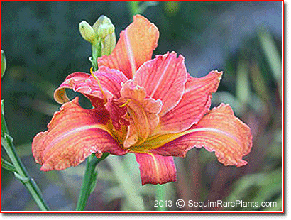 flower of Hemerocallis fulva 'Kwanso Variegata'