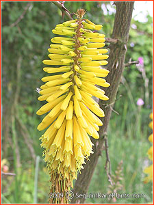 Kniphofia 'Sunningdale Yellow'