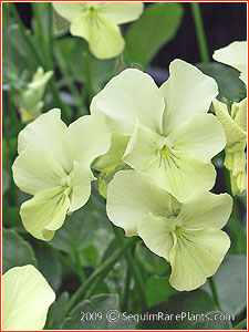 Viola 'Little David'