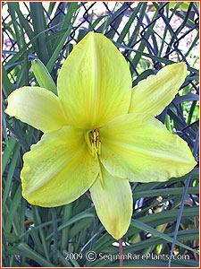 Hemerocallis 'Hyperion Elite'
