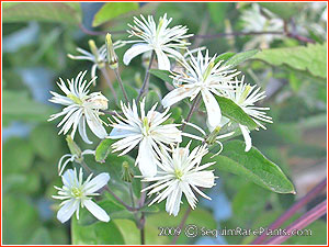 Clematis ligusticifolia