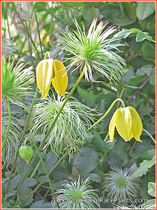 Clematis tangutica