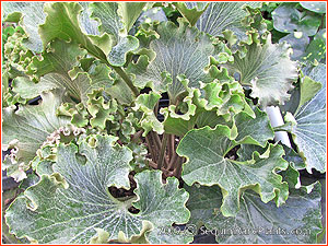 Farfugium japonica 'Cristata'