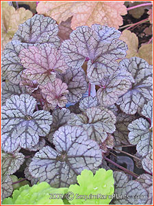 Heuchera 'Silver Scrolls'