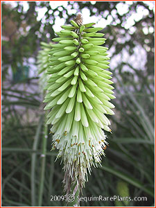 Kniphofia 'Ice Queen'