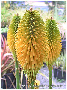 Kniphofia 'Yellow Cheer'