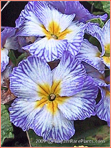 Primula 'Tie Dye'