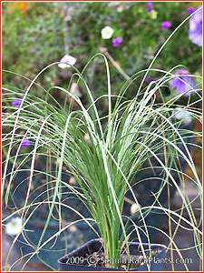 Carex albula 'Frosted Curls'