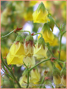 Hermannia pulchella