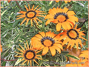 Gazania rigens 'Variegata'