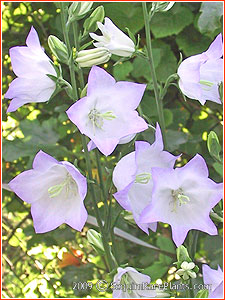 Campanula persicifolia 'Chettle Charm'