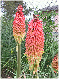 Kniphofia 'Robin Hood' | sequim rare plants