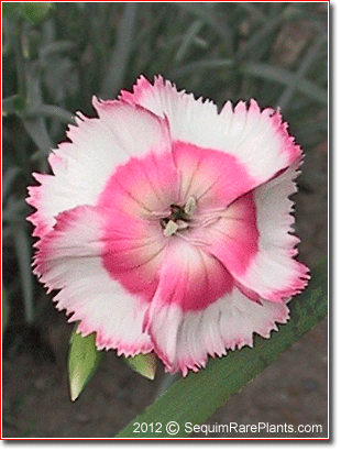 Dianthus 'Old Square Eyes'
