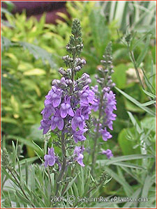Linaria purpurea 'Natalie'