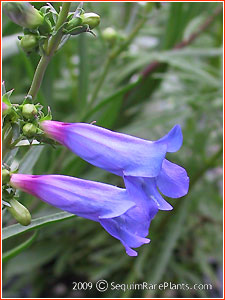 Penstemon 'Catherine de la Mare'