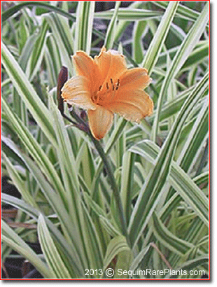 Hemerocallis 'Golden Zebra'