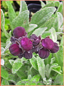 Calceolaria arachnoidea