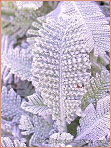 Tanacetum haradjanii