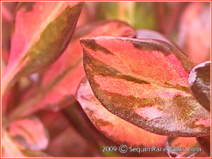 Coprosma 'Evening Glow' | sequim rare plants