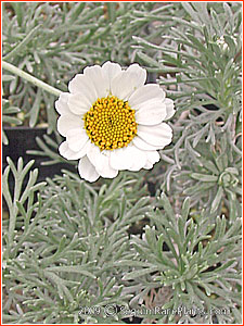 Rhodanthemum hosmariensis