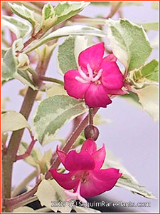 Fuchsia 'Lottie Hobby Variegated'
