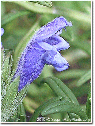 Dracocephalum ruyschiana var. argunense