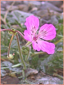 Erodium manescavi