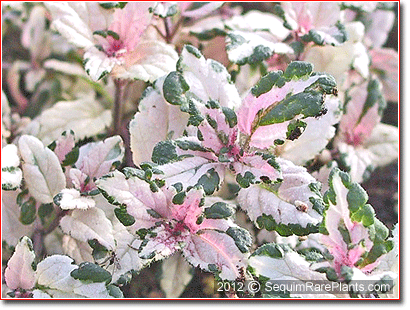 Veronica chamaedrys 'Miffy Brute'