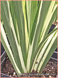 variegated leaves of Iris foetidissima 'Variegata'