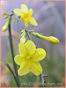 Jasminum nudiflorum