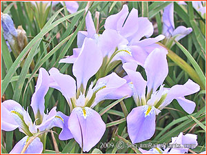 Iris unguicularis 'Walter Butt'