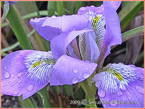 Iris unguicularis 'Francis Wormsley'