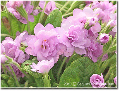 Primula 'Belarina Pink Ice'